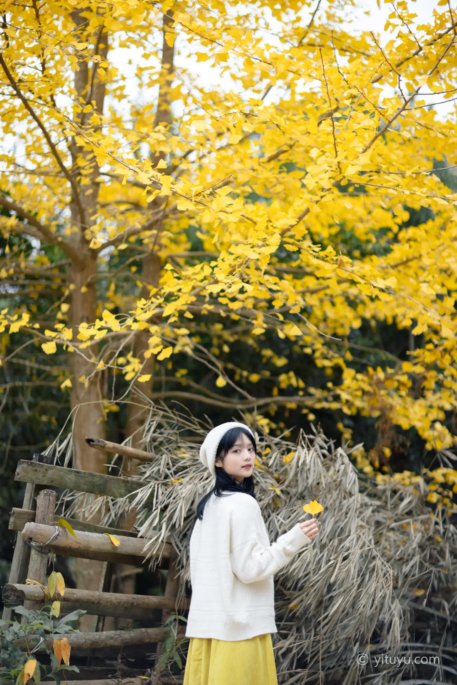 [艺图语] 2021.08.14 Vol.131 – 银杏之恋 雨文#[39P]-11