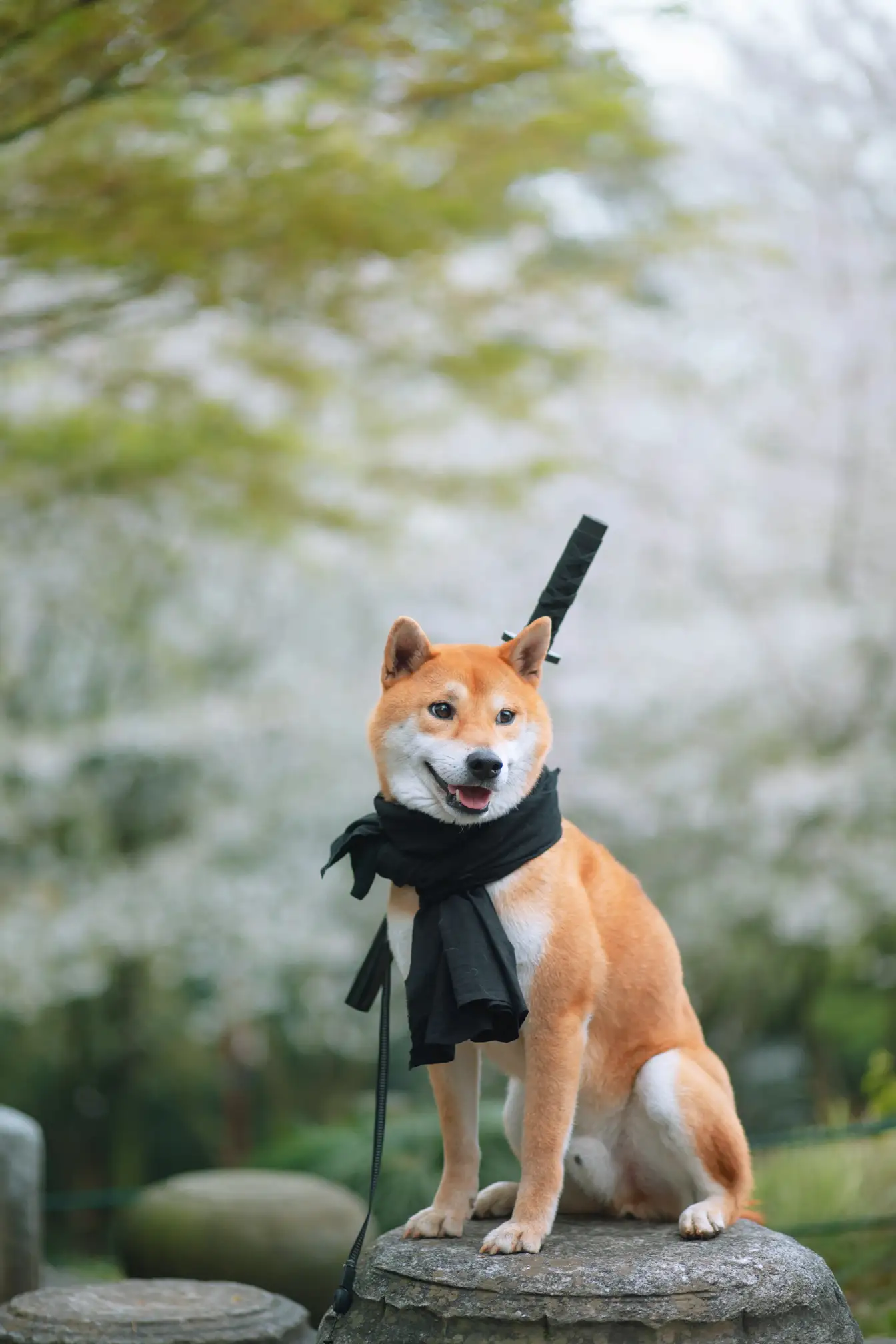 [艺图语] 2021.10.11 Vol.344 – 犬侍 老乔#[21P]-13