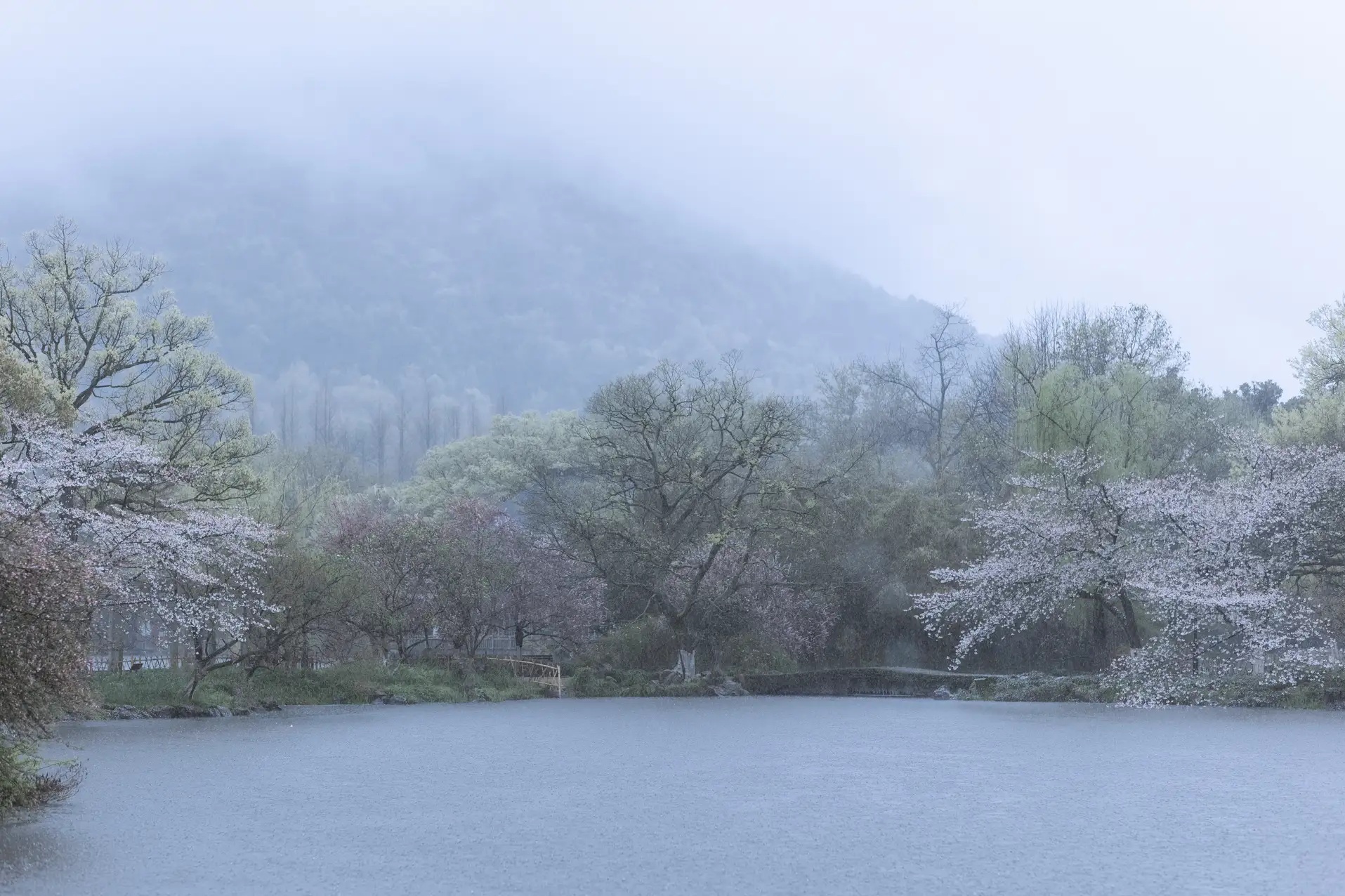 [艺图语] 2022.05.25 Vol.0984 – 雨樱花 眸小妖#[46P]-8